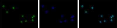Immunocytochemistry/ Immunofluorescence: Histone H3 [Trimethyl Lys4] Antibody [NBP2-59186]